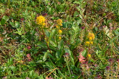 Solidago compacta