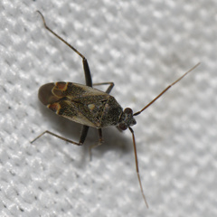 Polymerus cognatus