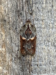 Acleris inana
