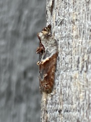 Acleris inana