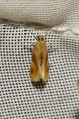 Epicallima formosella