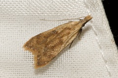 Dichomeris derasella