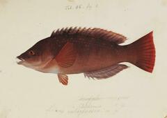 Bambooleaf Wrasse photo 3
