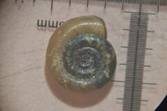 Anisus spirorbis