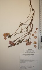 Kalmia polifolia