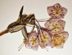 Kalmia polifolia