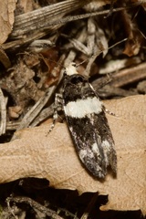 Recurvaria leucatella