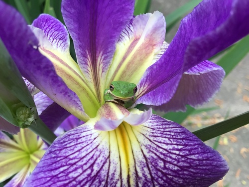 Green Treefrog photographed in Texas
