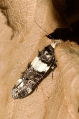 Recurvaria leucatella