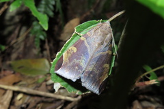Pindara illibata