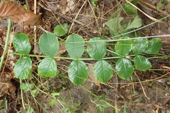 Astragalus glycyphyllos