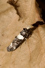 Recurvaria leucatella