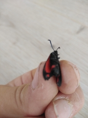 Zygaena