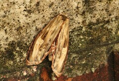 Truncaptera meridionalis
