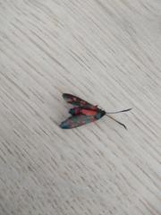 Zygaena