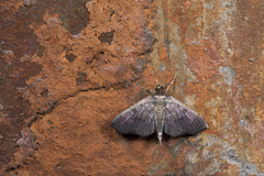Ceratarcha umbrosa
