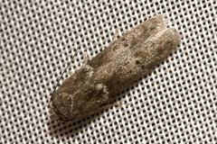 Blastobasis pannonica