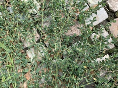 Polygonum