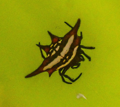 Gasteracantha versicolor