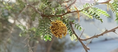 Prosopis burkartii