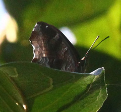 Eurytela hiarbas
