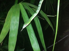 Ahaetulla mycterizans