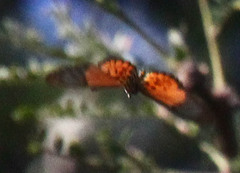Acraea horta