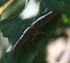 Eurytela hiarbas