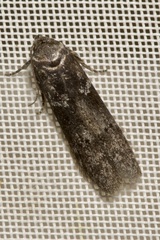 Blastobasis pannonica