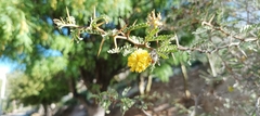 Prosopis burkartii