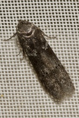 Blastobasis pannonica