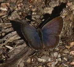 Zizeeria knysna