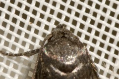 Blastobasis pannonica