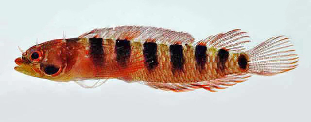 Blackbar Blenny