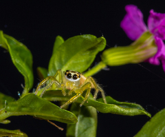 Telamonia