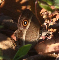 Brakefieldia perspicua