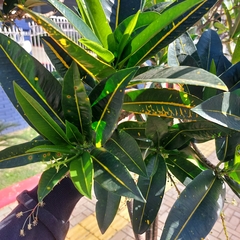 Codiaeum variegatum