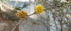 Prosopis burkartii