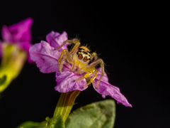 Telamonia
