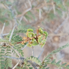 Prosopis burkartii