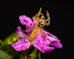 Telamonia