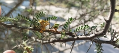 Prosopis burkartii