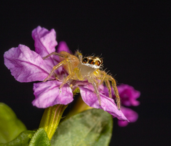 Telamonia