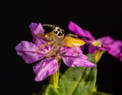 Telamonia