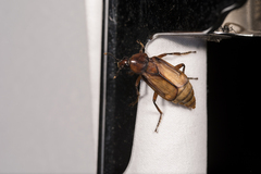 Diamesus bimaculatus