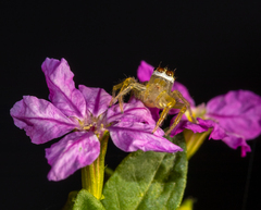 Telamonia