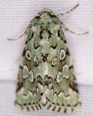 Bryolymnia viridata