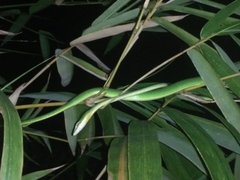 Ahaetulla mycterizans