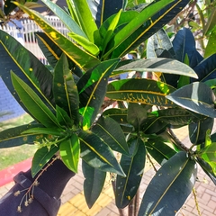 Codiaeum variegatum