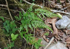 Asplenium adiantum-nigrum
